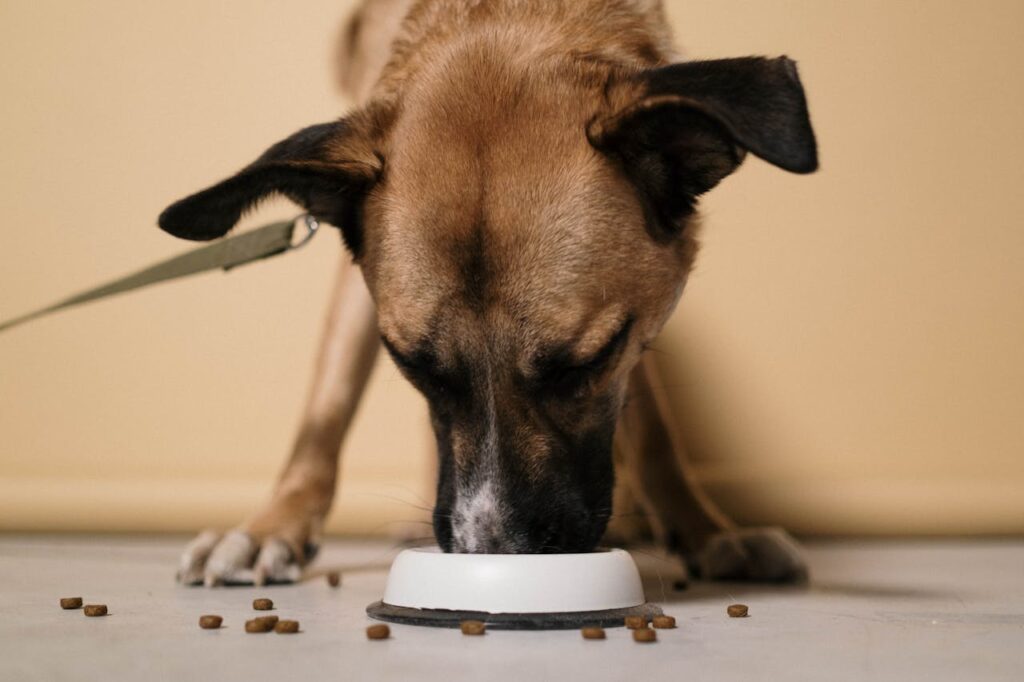 A close-up of a brown dog eating kibble from a white bowl indoors.